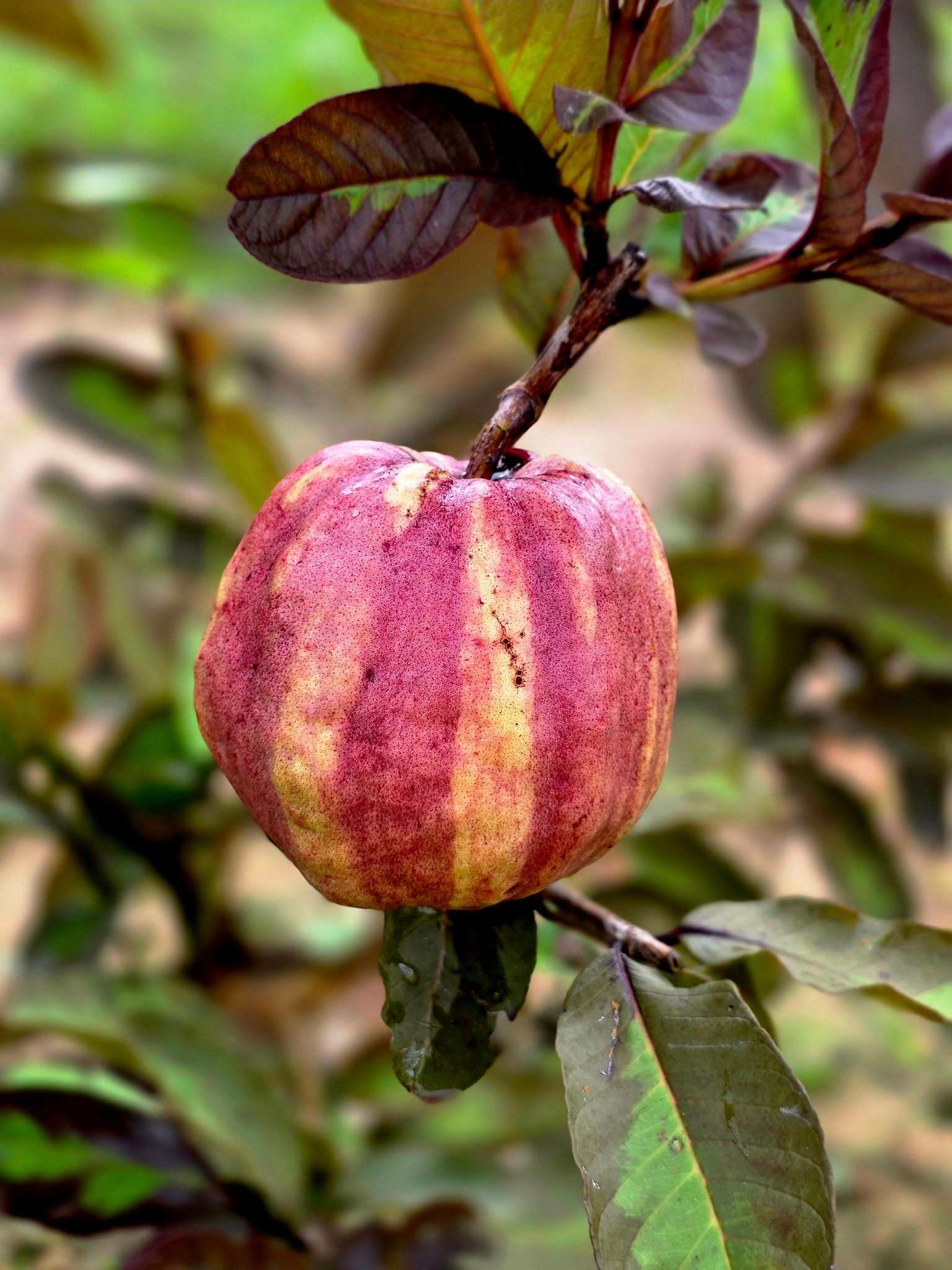 Ổi kim cương loang lổ cây 30-40cm OKC-01 CALATA_thumbnail_2