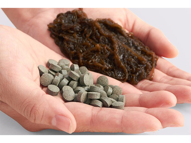Fucoidan là gì? Tác dụng của Fucoidan đối với sức khỏe
