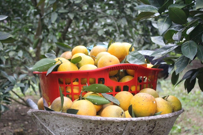 Cam Vinh_thumbnail_5