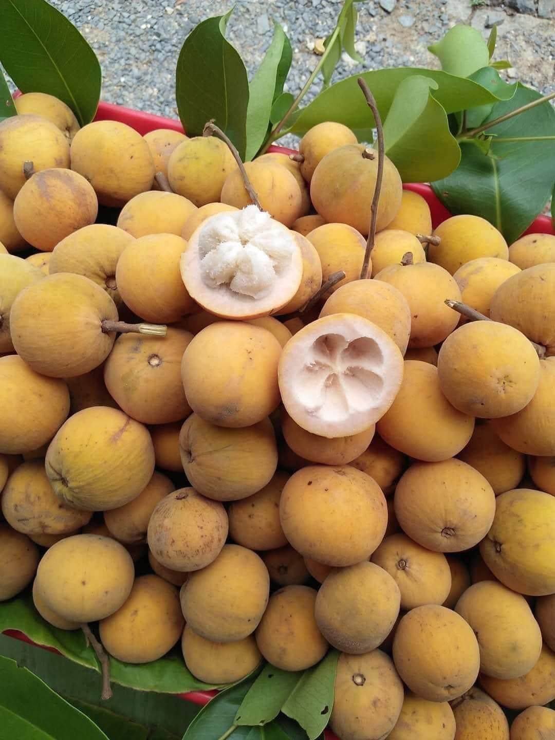 Santo ngọt cây cao 30-40cm STN-01 CALATA_thumbnail_1