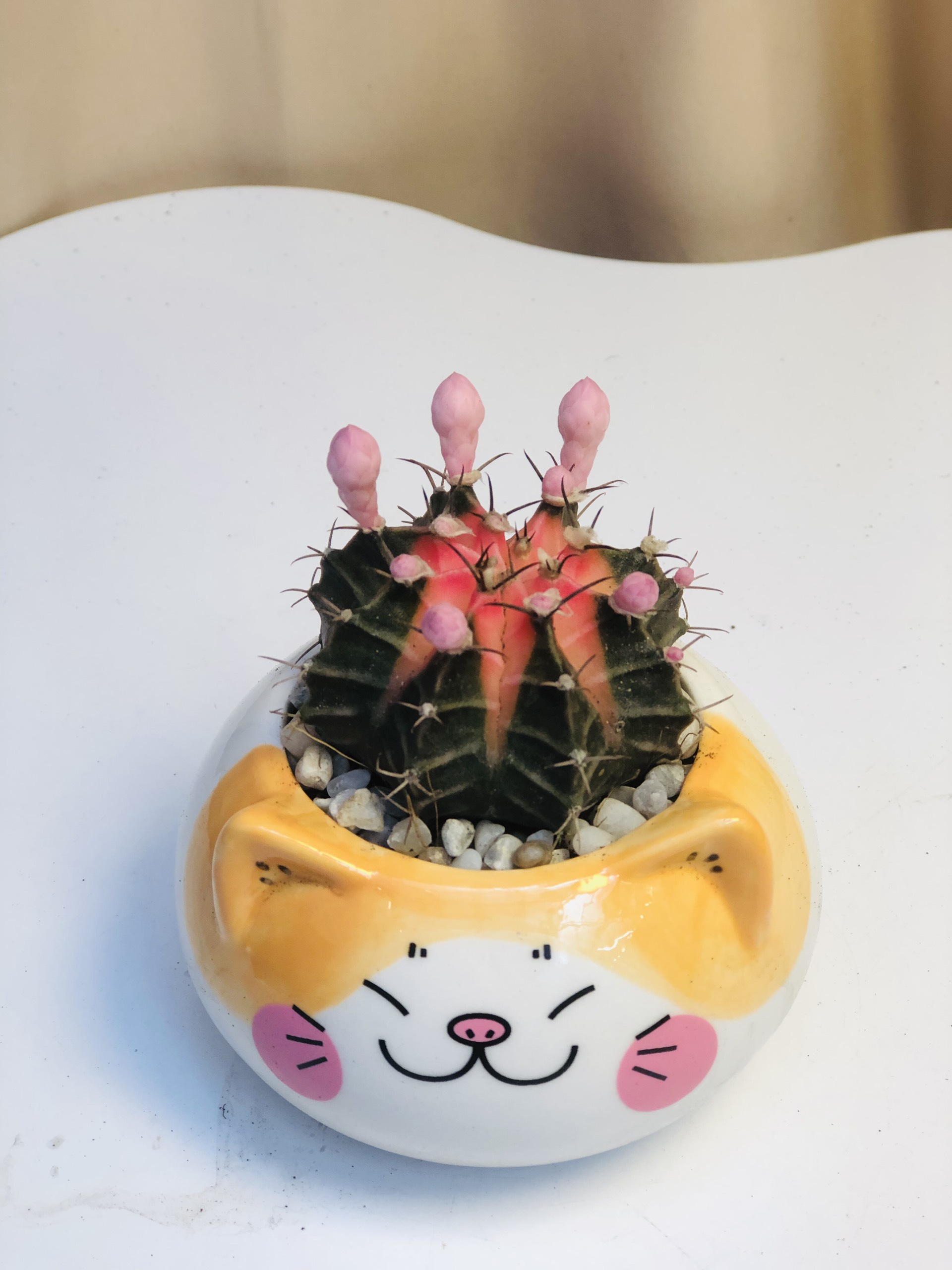 CHẬU ĐỘNG VẬT SỨ_thumbnail_19