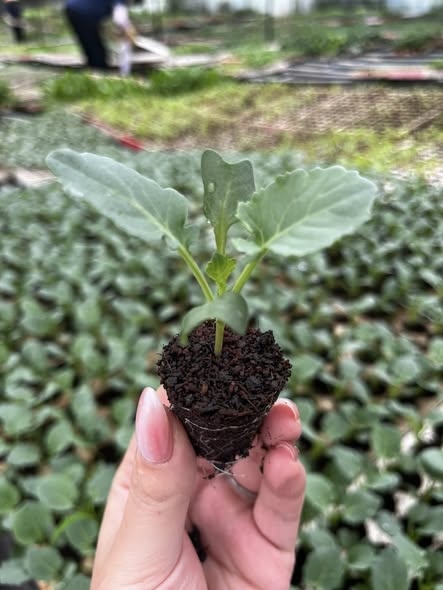 Súp lơ xanh - trắng_thumbnail_1