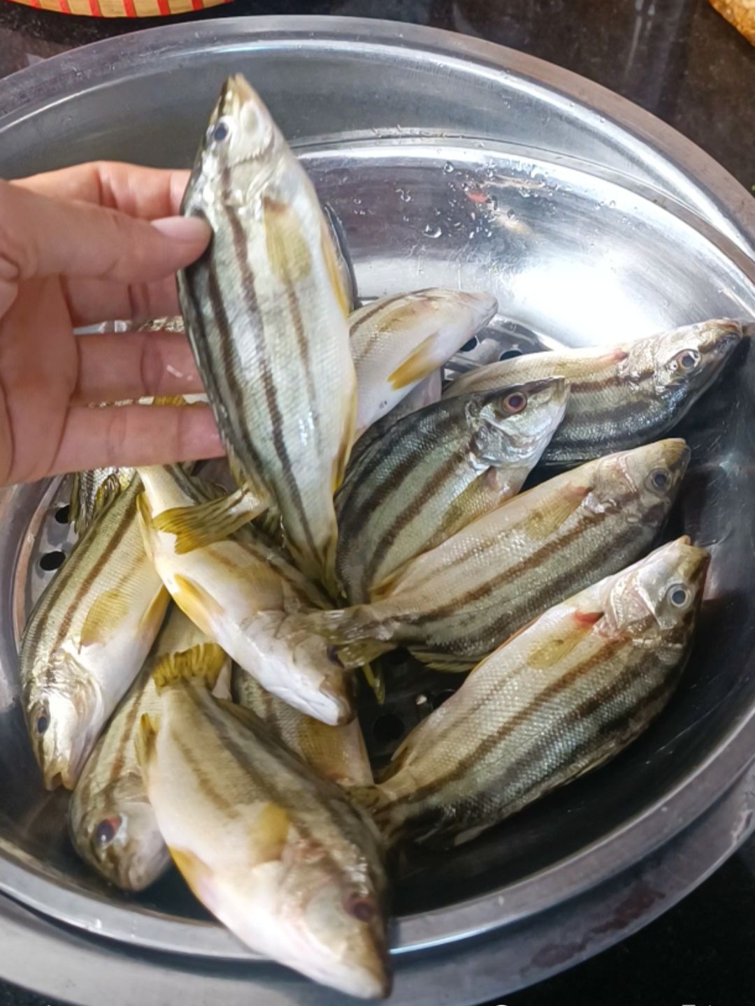 Cá ong bầu Đặc sản Đầm phá Huế - Nuôi trồng Đạt chuẩn Hữu cơ_thumbnail_2