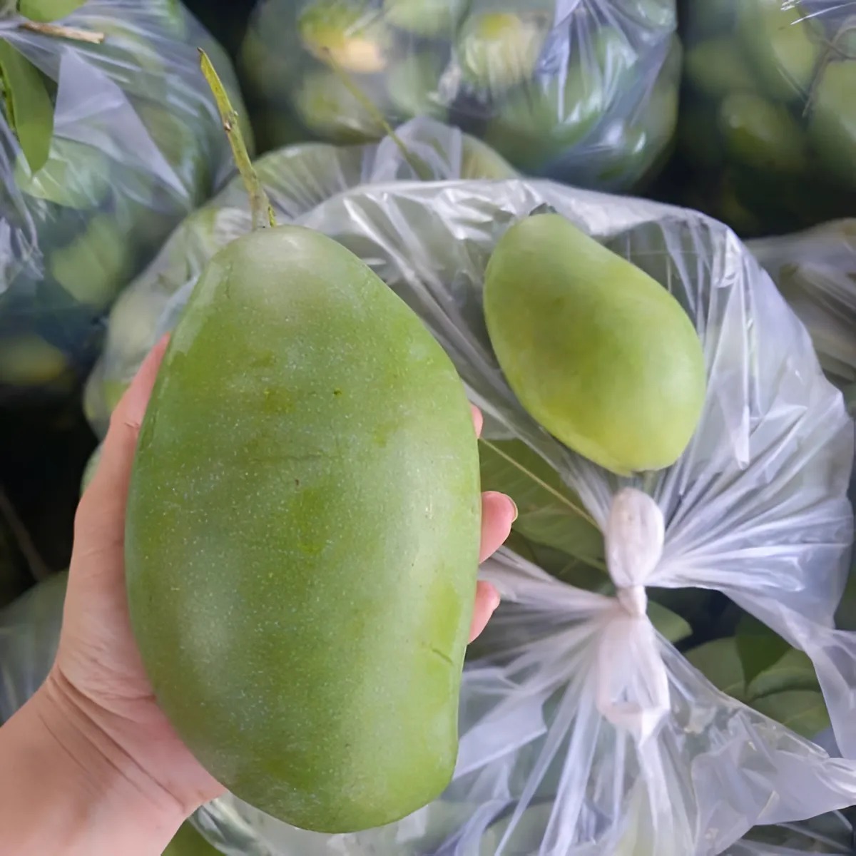 Xoài Keo Xanh_thumbnail_2