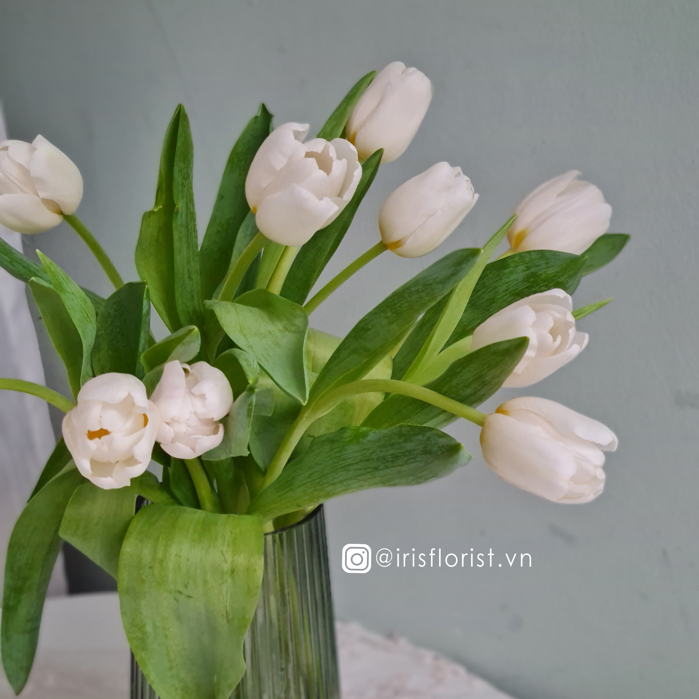 Hoa Tulip_14