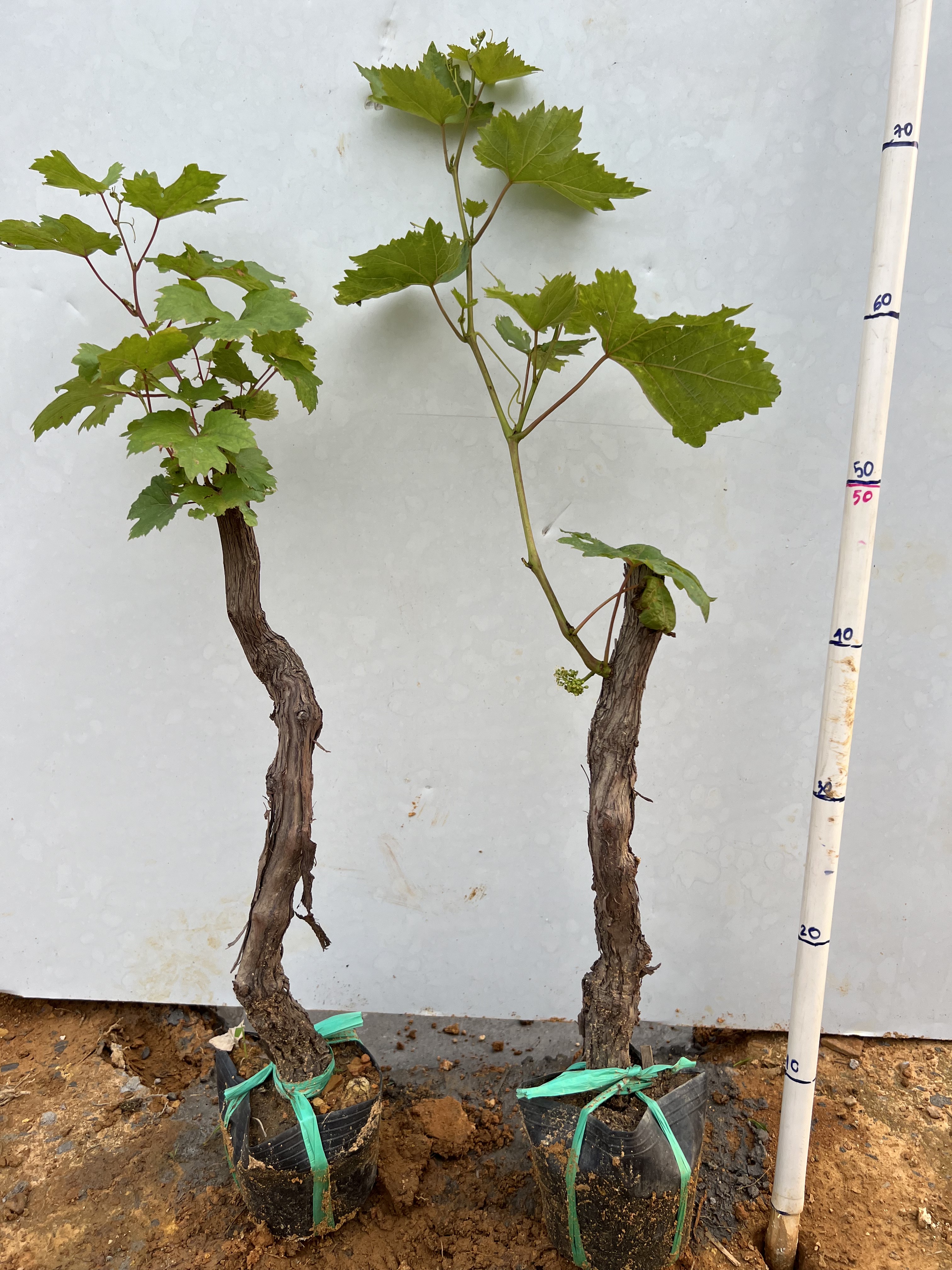 Nho Ninh Thuận cao 30-40cm PT133 CALATA