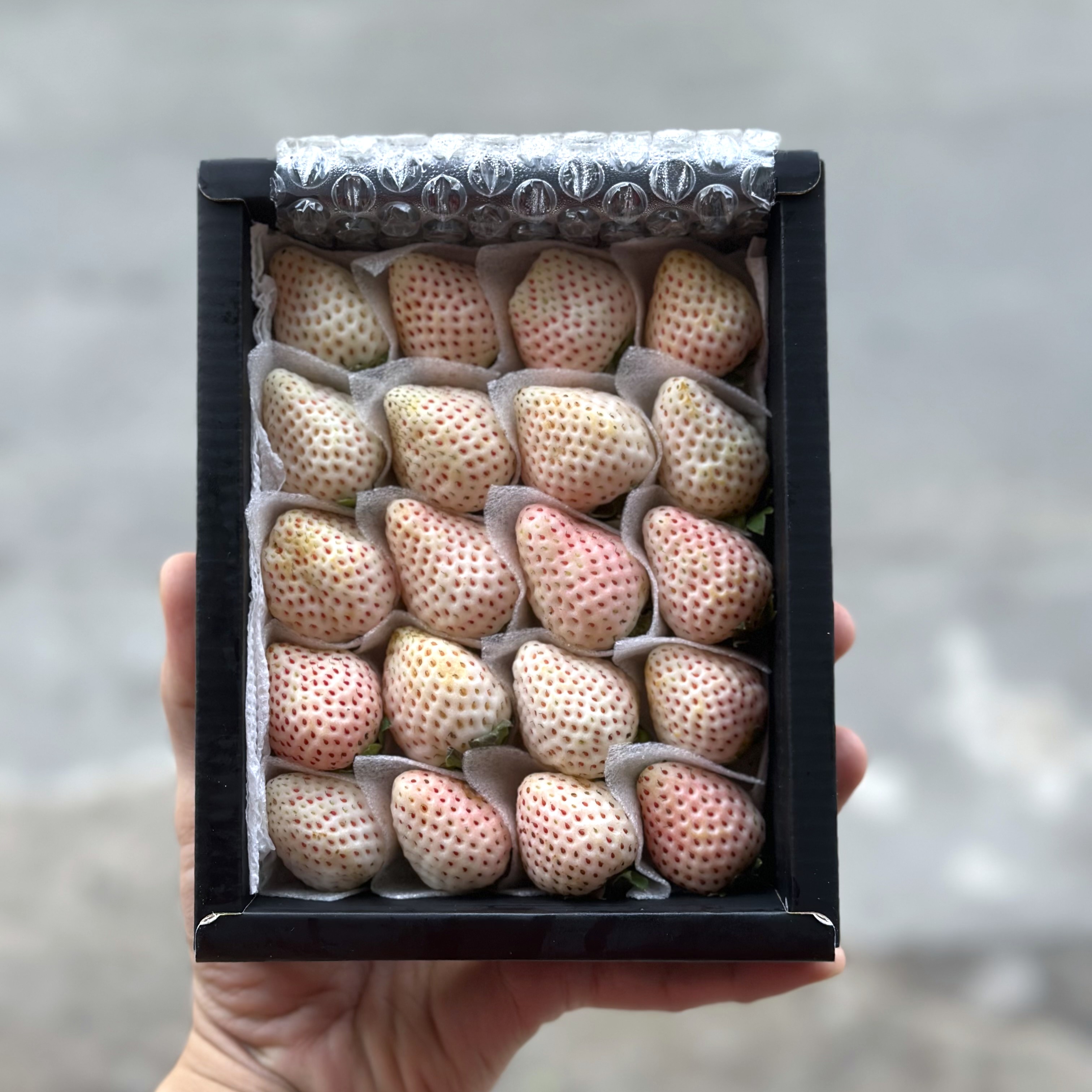 Dâu Bạch Tuyết_thumbnail_3