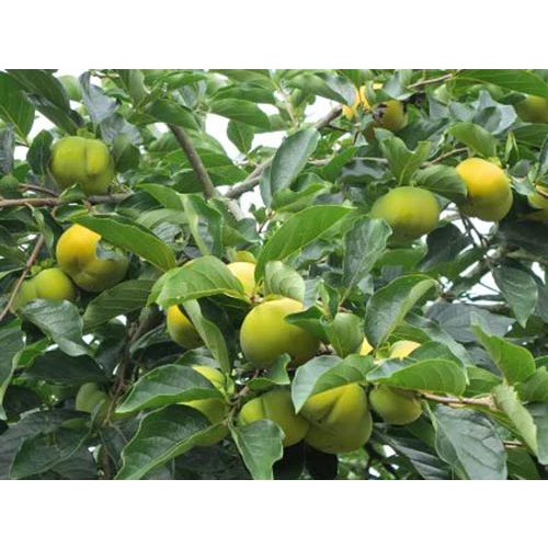 Hồng Giòn_thumbnail_3