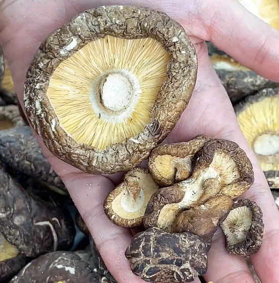 Nấm hương thượng hạng cỡ VIP_thumbnail_3