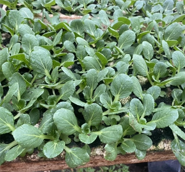 Combo 10 cây giống Cải thìa siêu xanh ươm sẵn