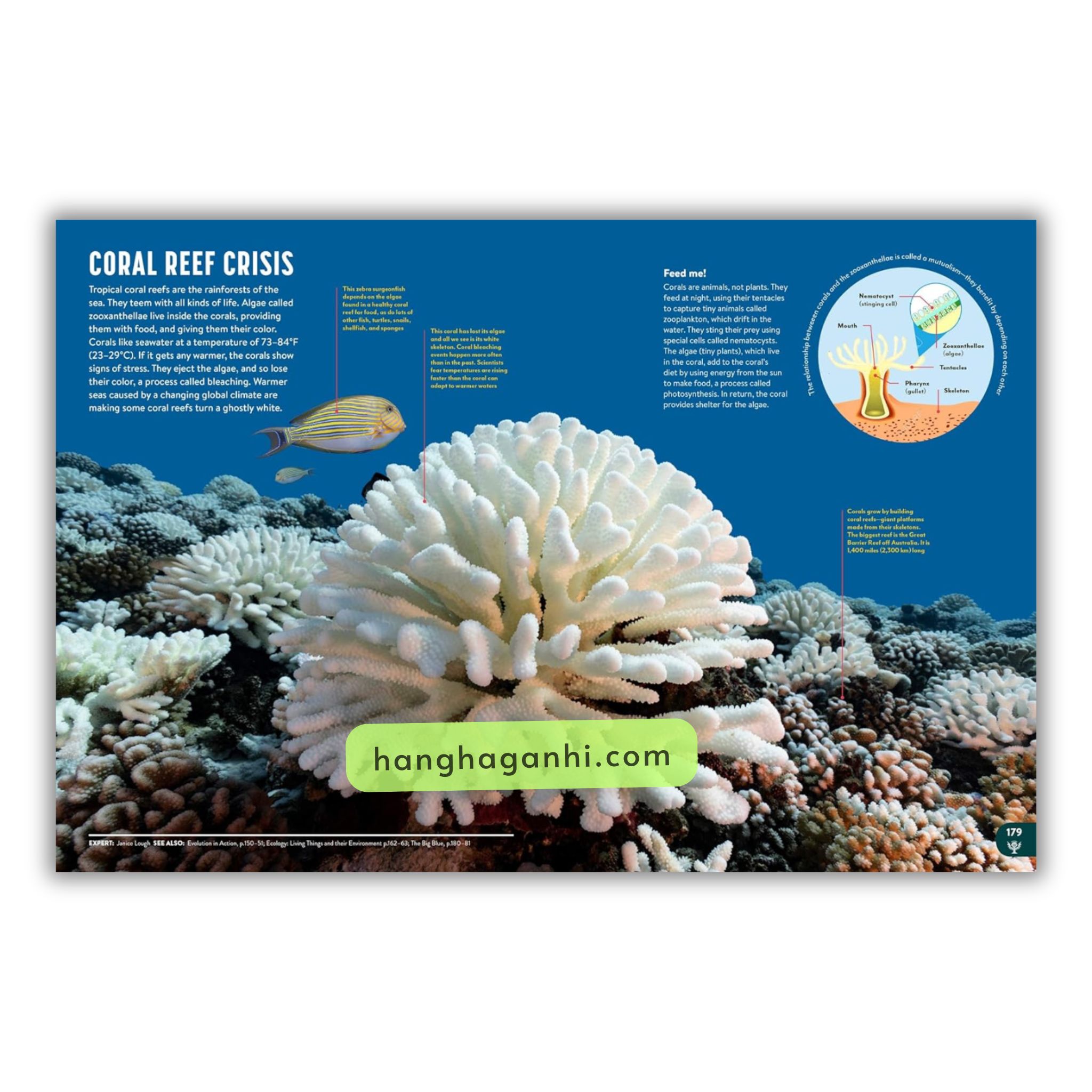 Sách Bách Khoa Toàn Thư Britannica All New – Children’s Encyclopedia_thumbnail_4