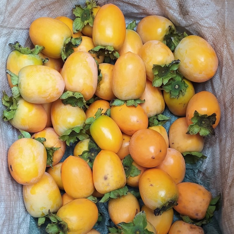 Hồng Giòn Quế Hương_thumbnail_2