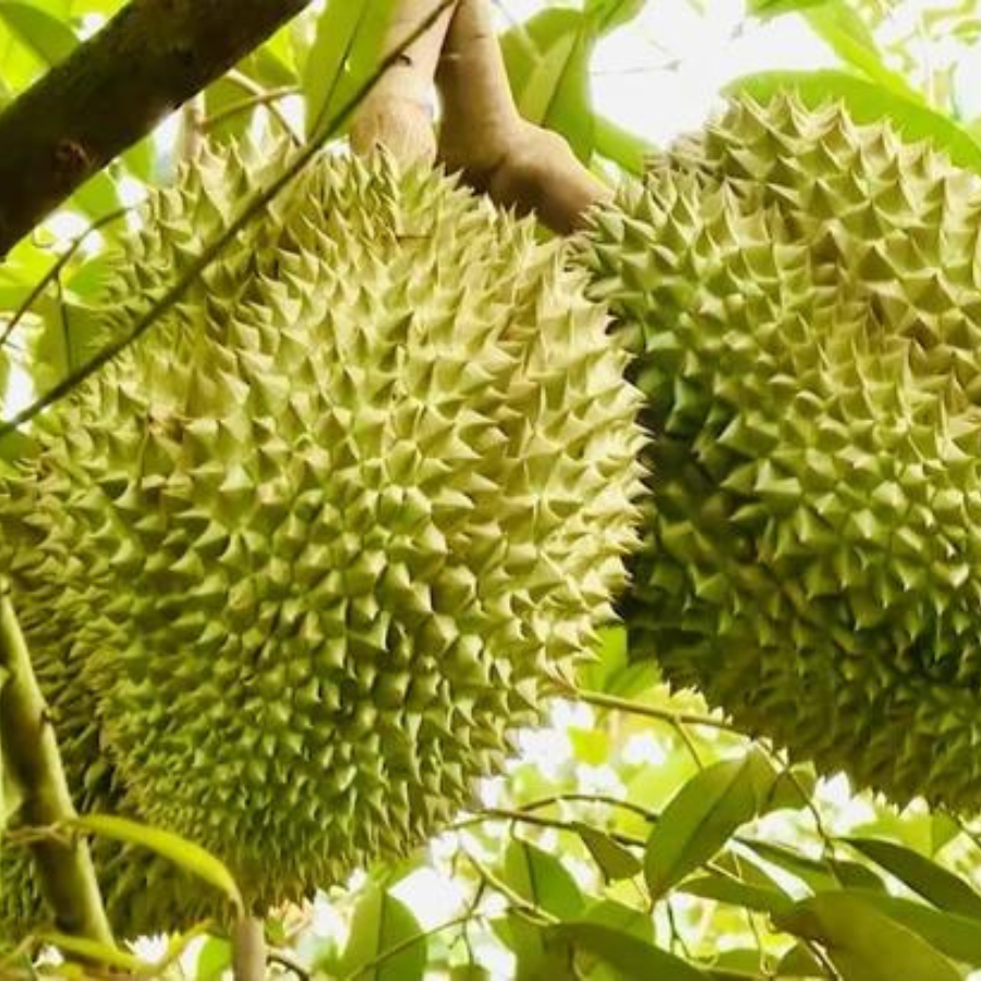 Trái Loại 2 - Sầu Riêng Ri6 MIỀN TÂY ( VIETGAP )_thumbnail_4