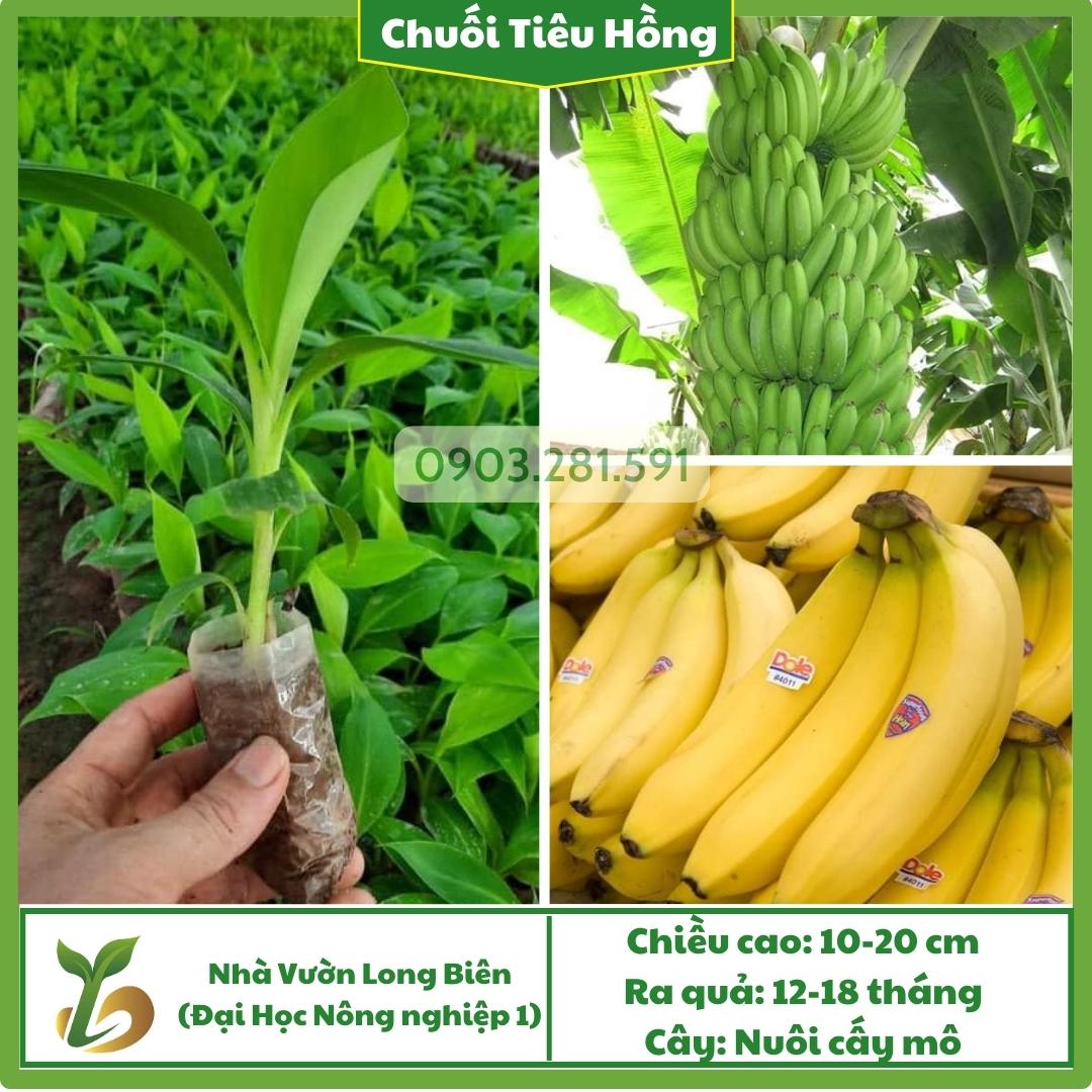 Chuối Tiêu Hồng