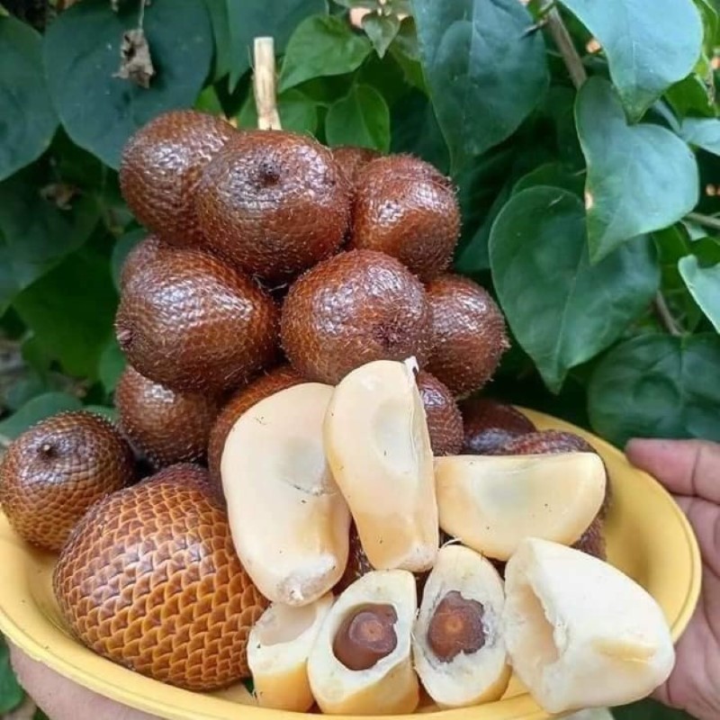 Mây Bali_thumbnail_1