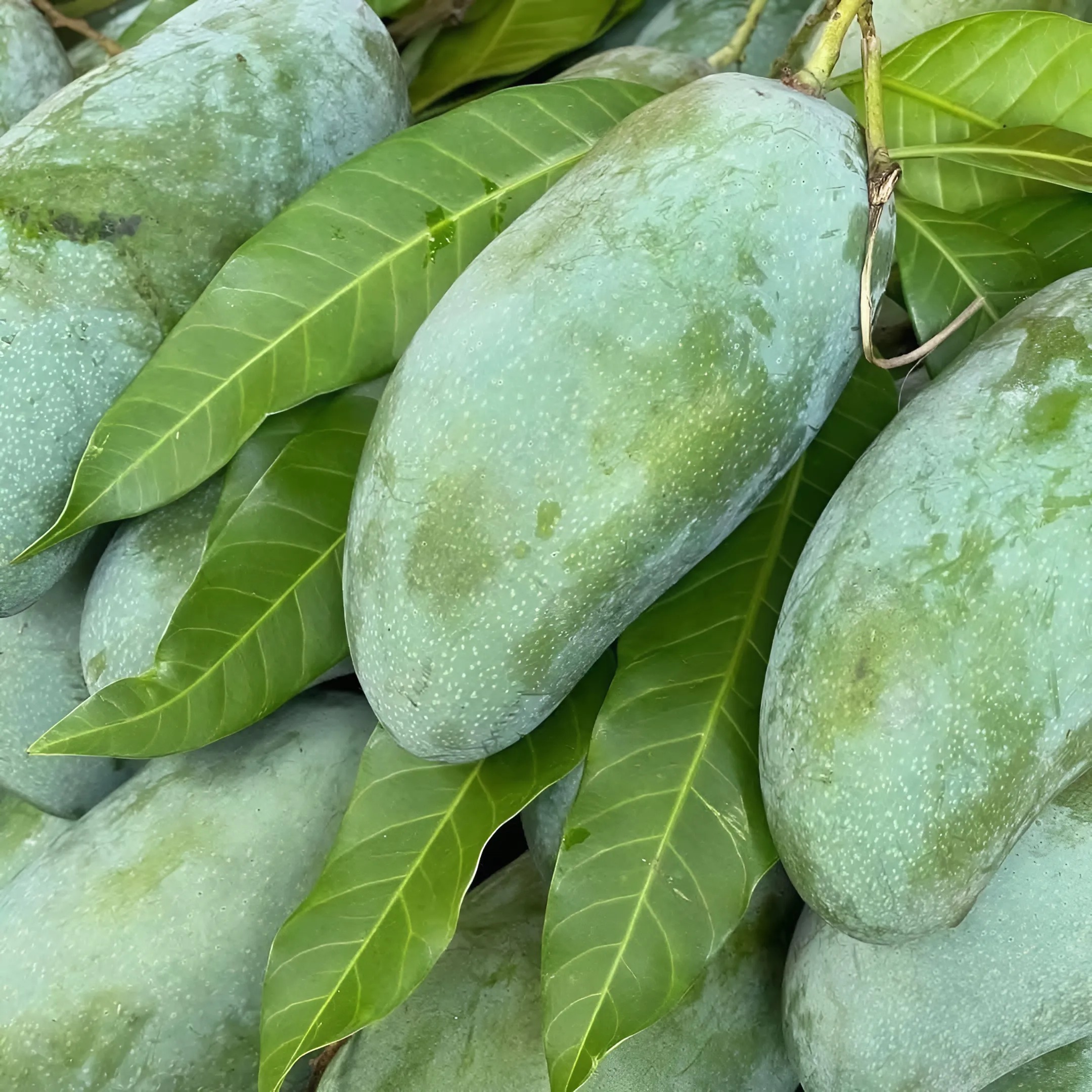 Xoài Thái_thumbnail_2