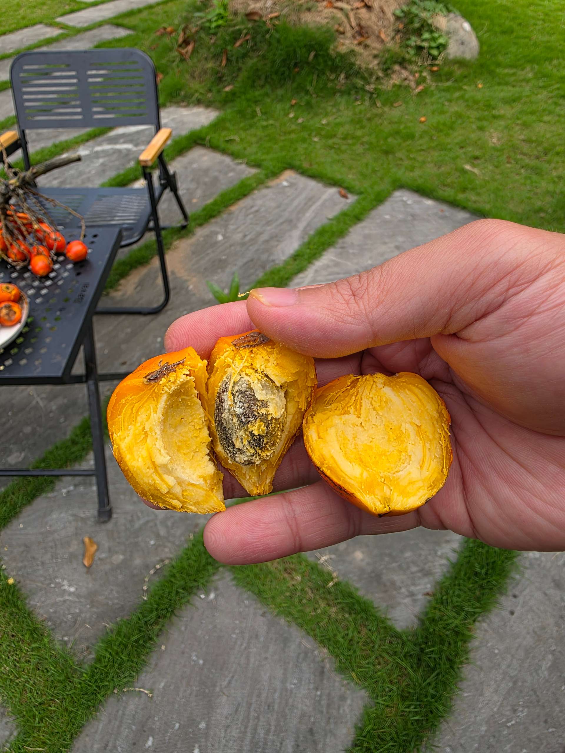 Cọ đào Pupuha cây hạt thực sinh 15-20cm PPH-01 CALATA_thumbnail_2