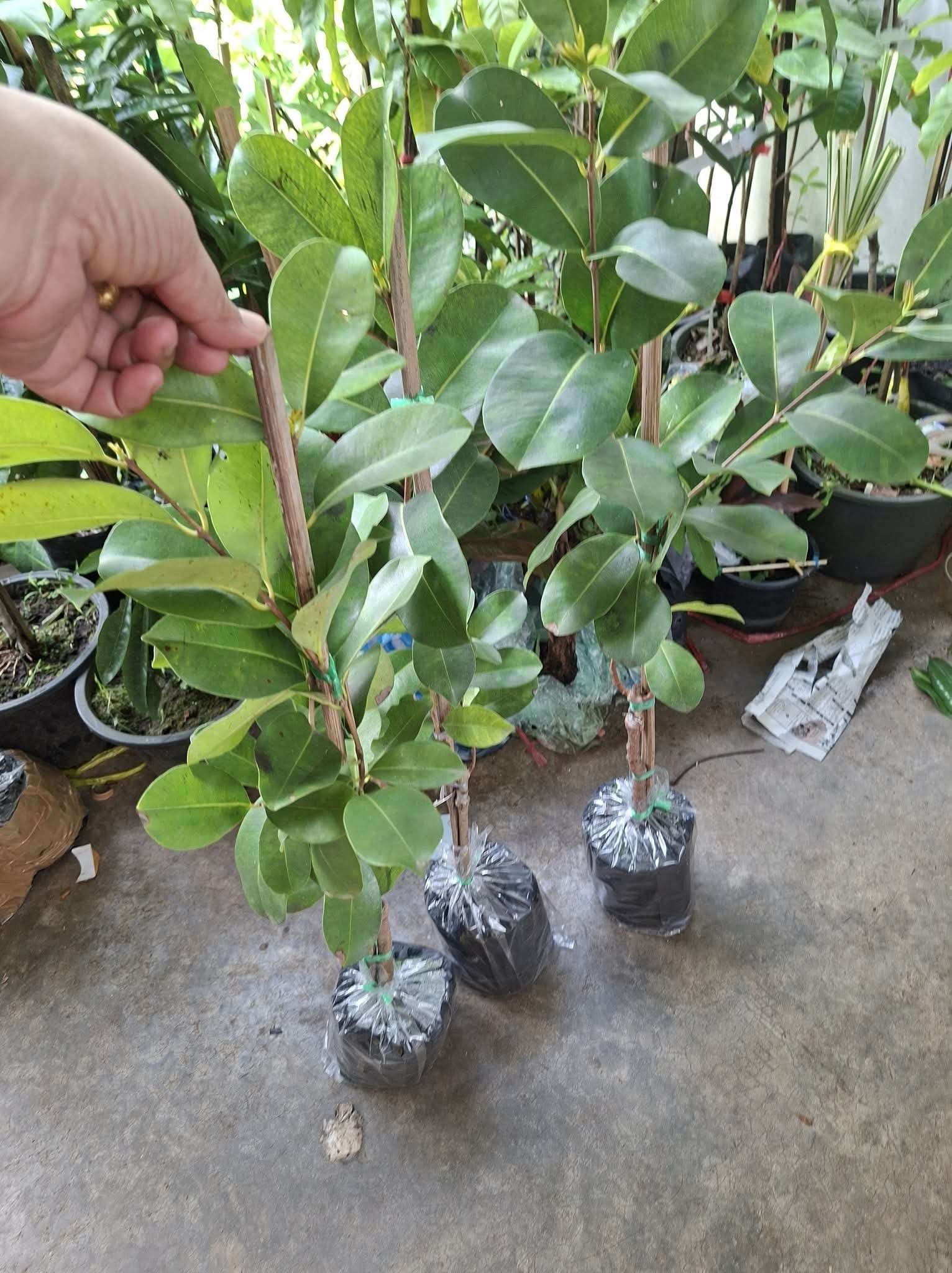 Trâm không hạt cây cao 60-80cm TKH-01 CALATA