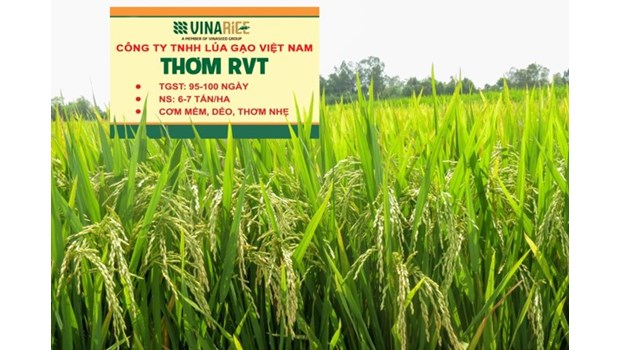 High quality pure rice variety RVT Thom_thumbnail_4