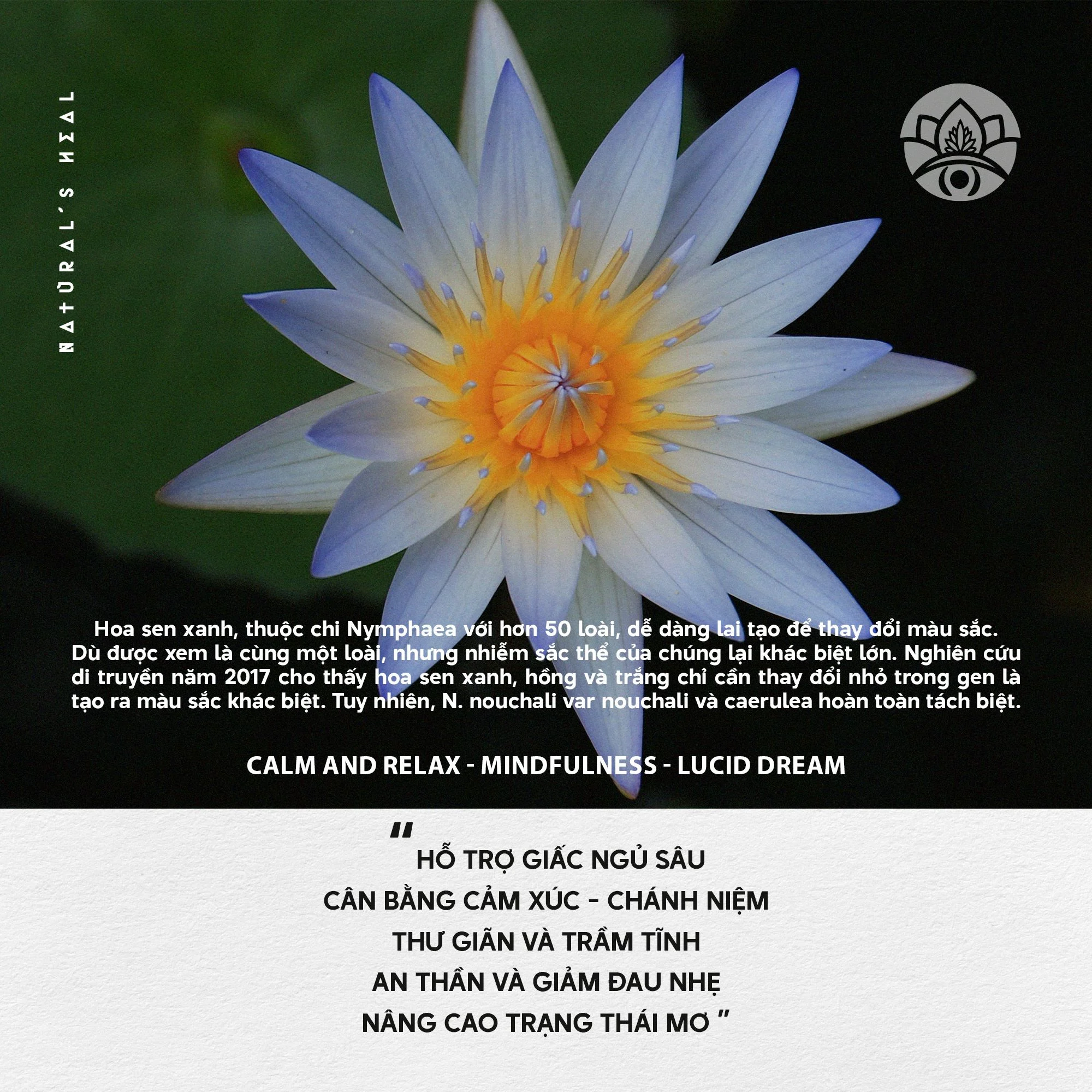 Blue Lotus - Sen Xanh Ai Cập - Nguyên Bản - Nguyên Liệu Thô | Hoa Khô_thumbnail_6