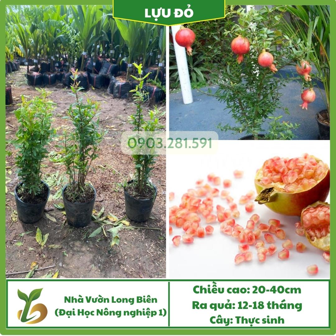 Lựu Đỏ