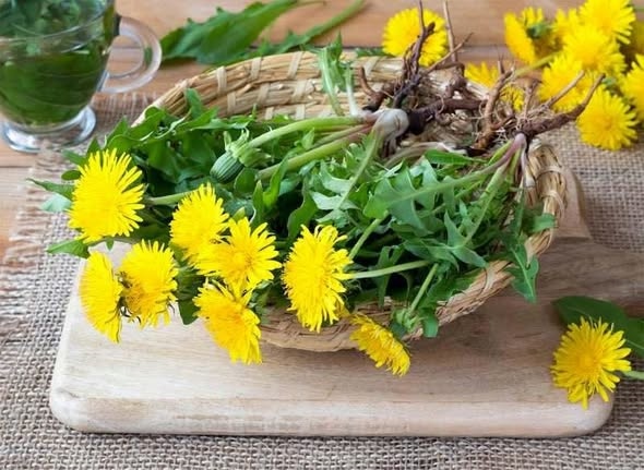 Bồ công anh dược liệu_thumbnail_1