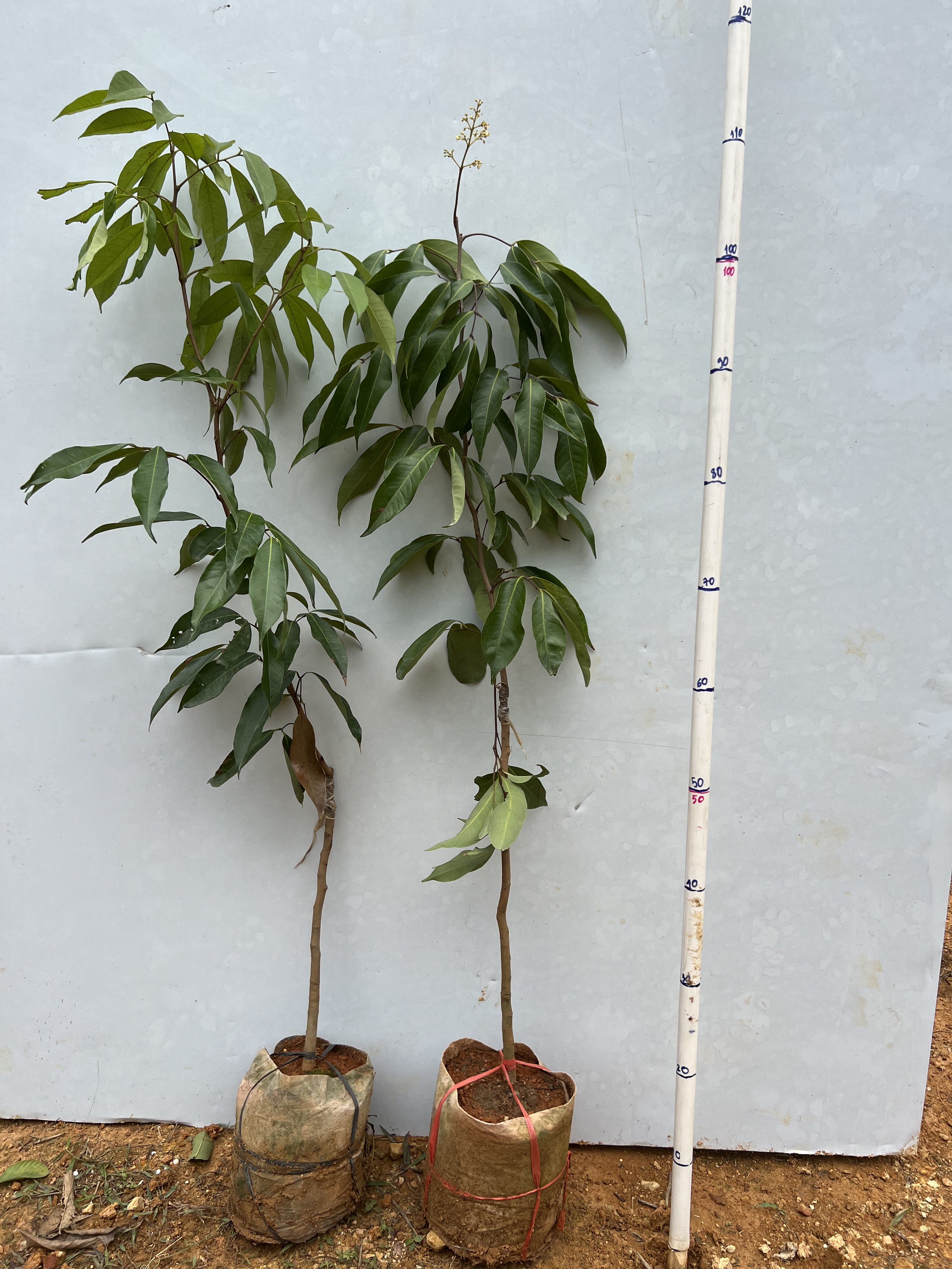 Vải không hạt cao 90-100cm PT100 CALATA