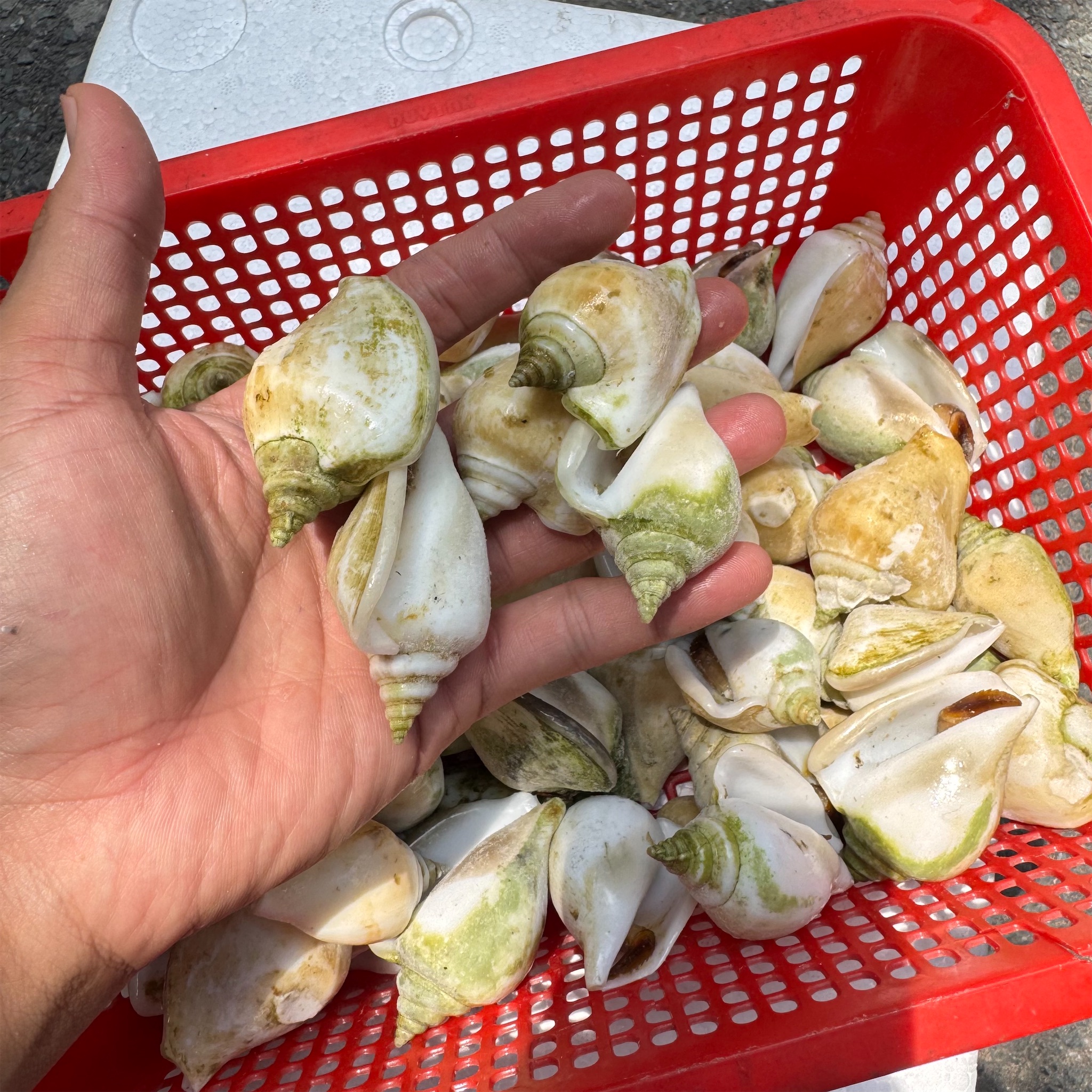 Ốc nhảy cái (size cồ) _thumbnail_3