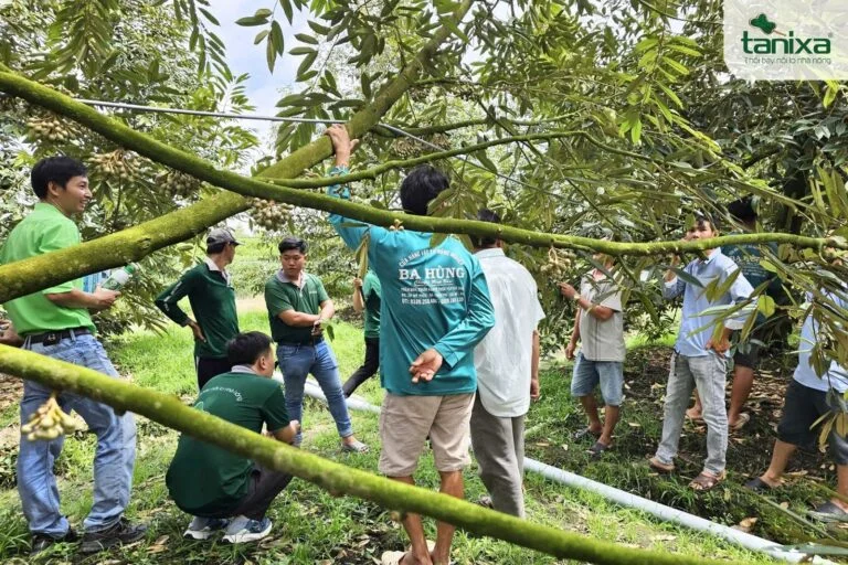 Hội thảo đầu bờ: Tham quan vườn 300 gốc sầu riêng làm bông thắng lớn