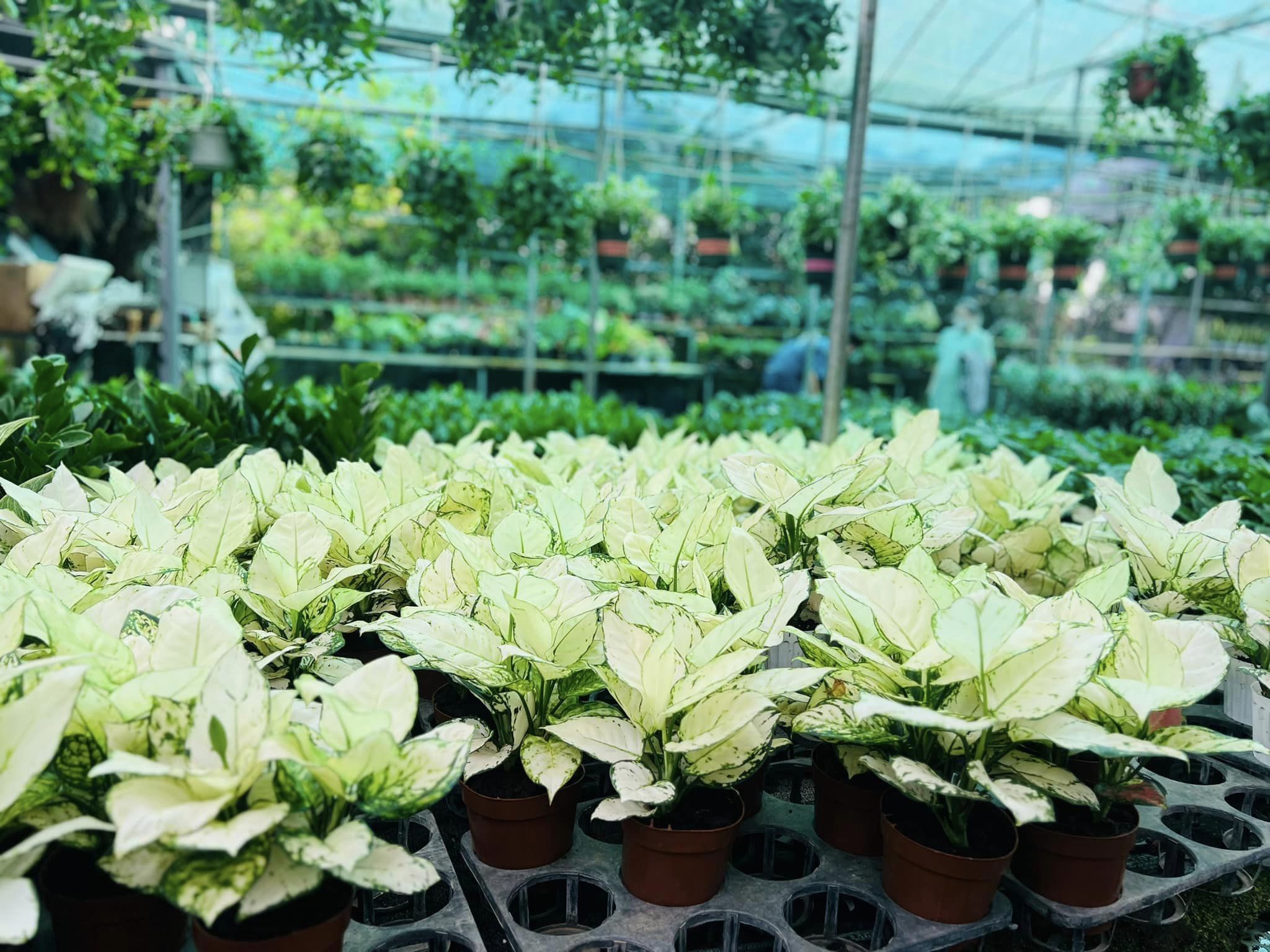 VẠN LỘC_thumbnail_3
