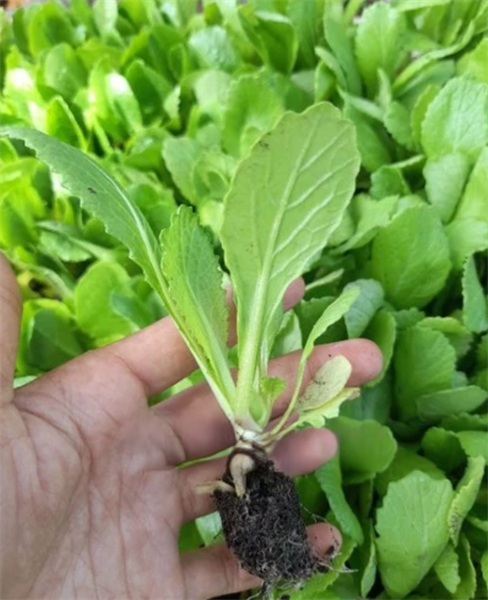 Cải dưa ( cải sậy )