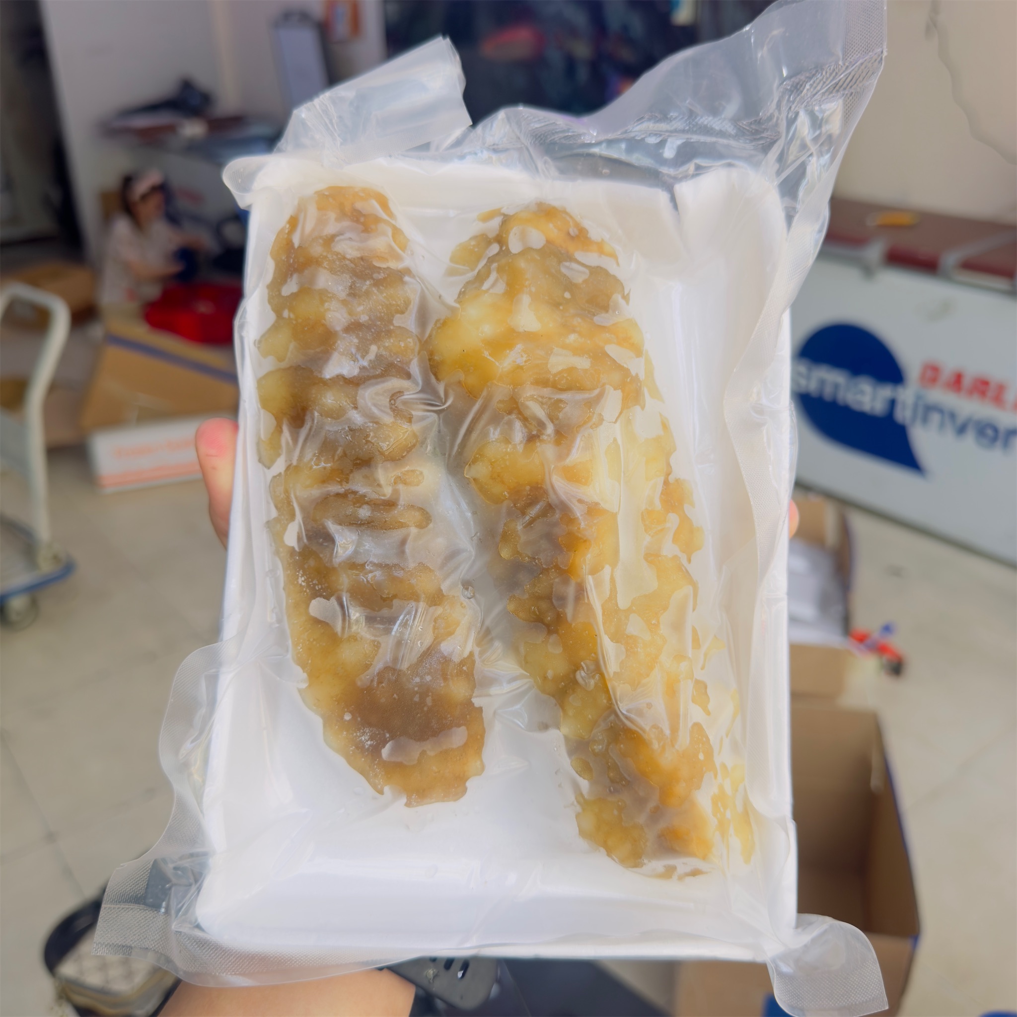 Hải Sâm Gai Vàng_thumbnail_5