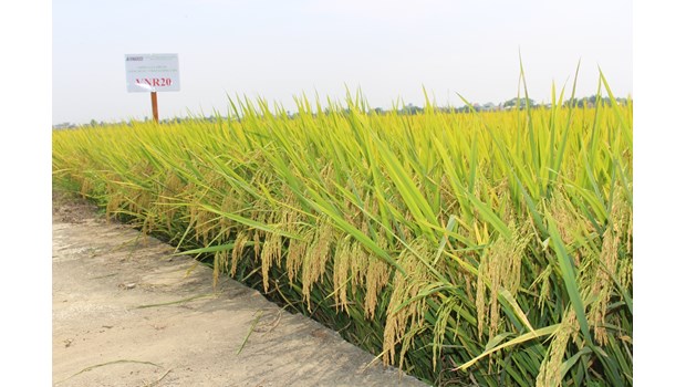Purebred rice variety with high yield and quality VNR20_thumbnail_2