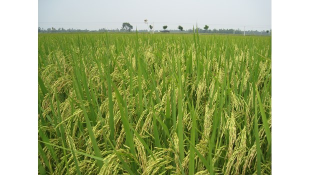 High quality pure rice variety RVT Thom_thumbnail_2
