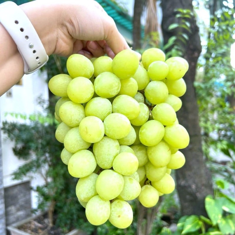 Nho Xanh Autumn Crisp (Peru)_thumbnail_2