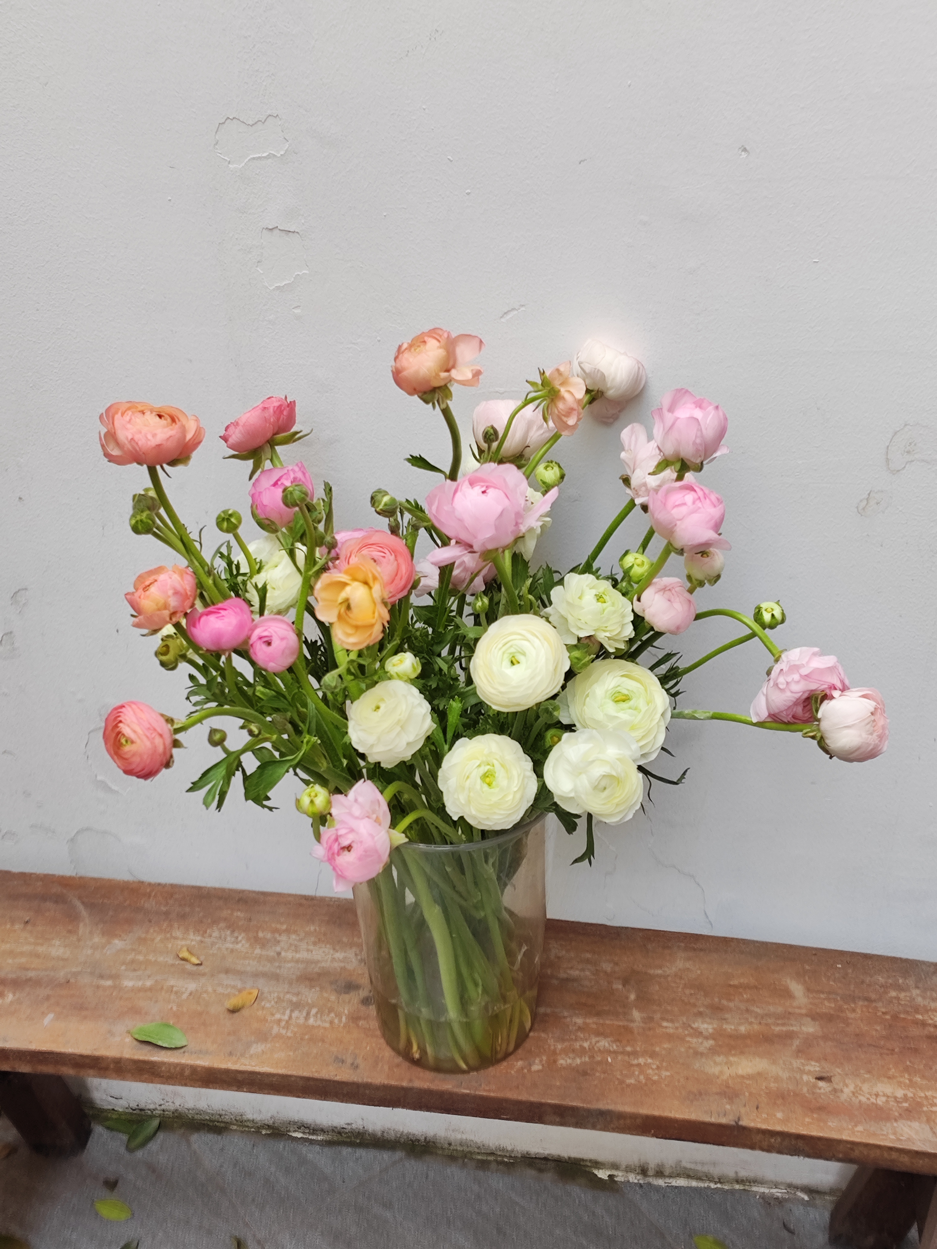 Hoa mao lương_11