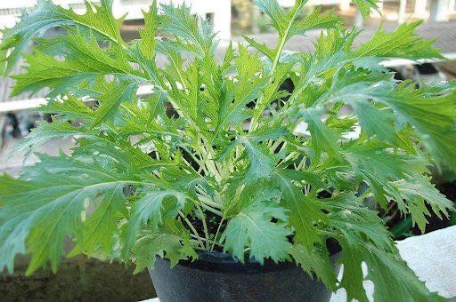 Combo 10 cây giống Cải mizuna xanh_thumbnail_1