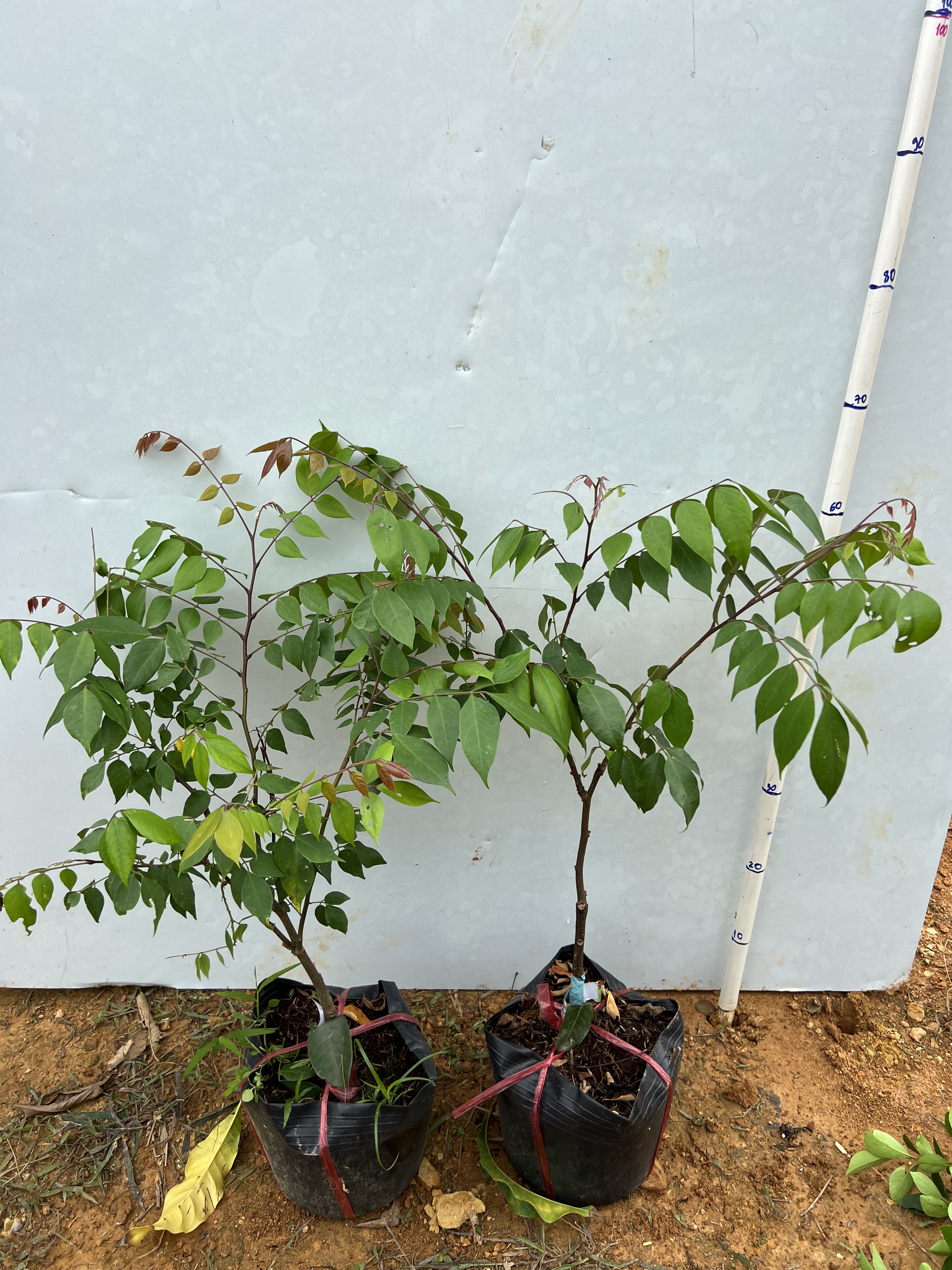 Khế ngọt cao 30-40cm PT39 CALATA_thumbnail_8