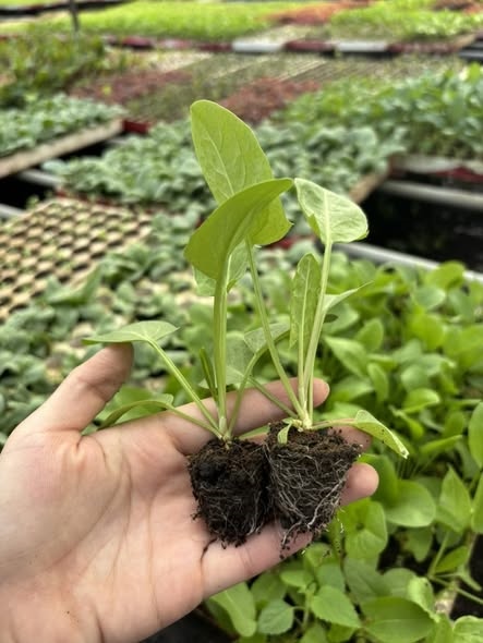 Sorrel xanh_thumbnail_2