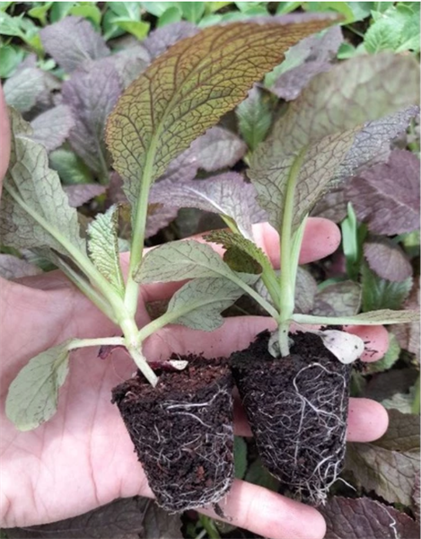 Combo 10 cây giống Cải thìa tím