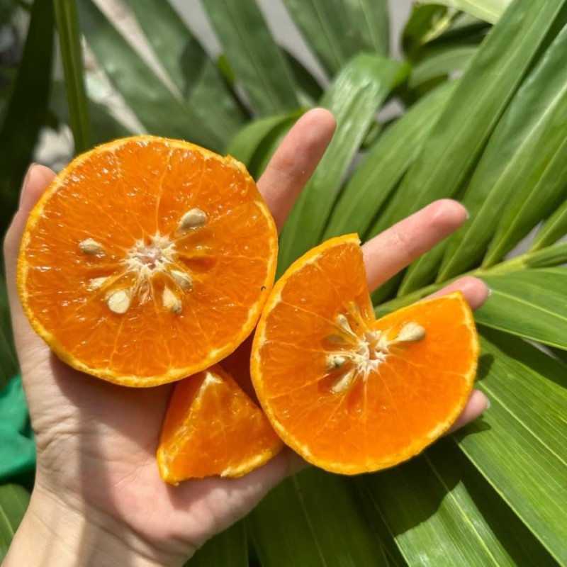 Quýt Úc Baby (Citrus)_thumbnail_1