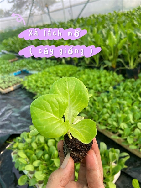Combo 10 cây giống Xà lách mỡ ươm sẵn