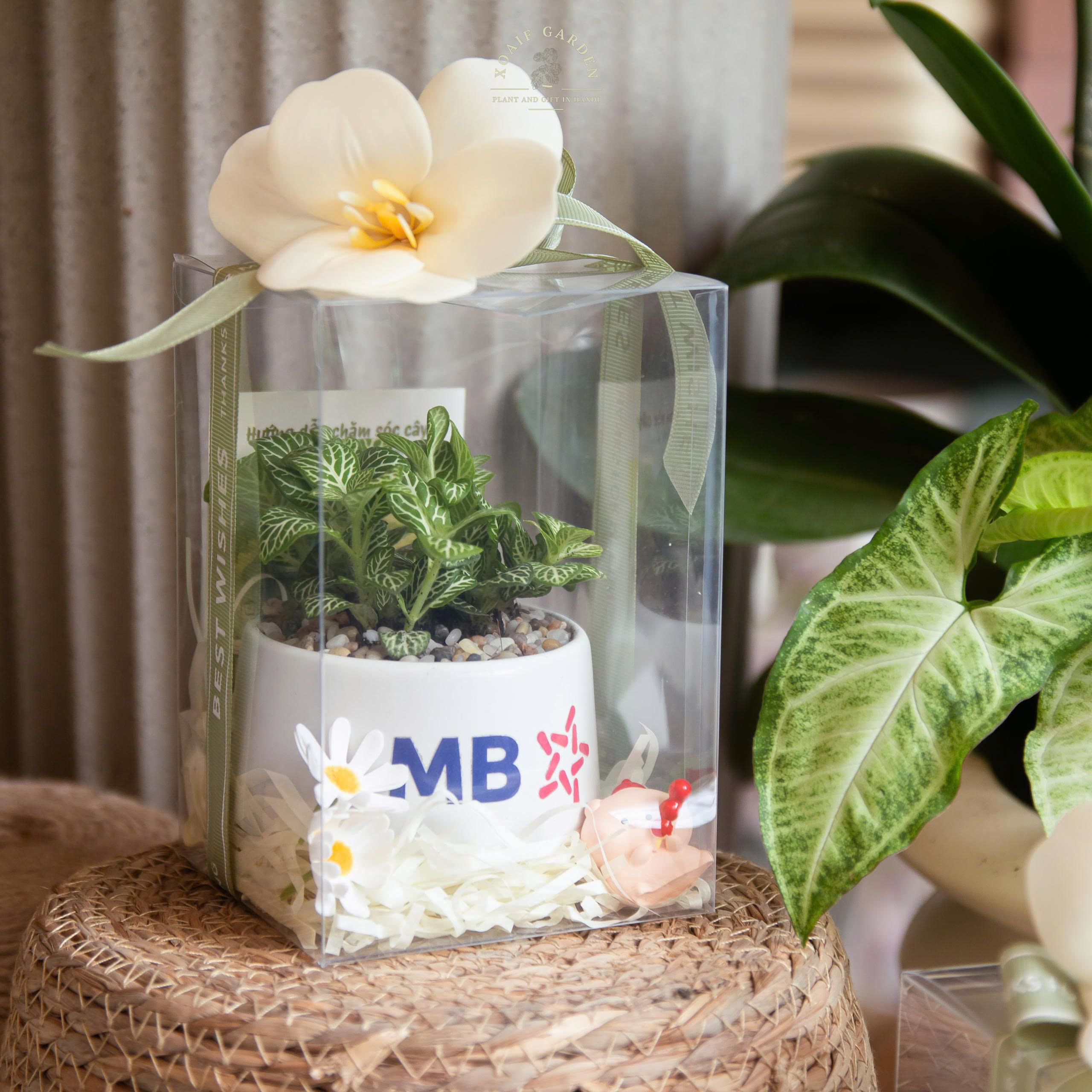 HỘP QUÀ SEN ĐÁ (XƯƠNG RỒNG) SIZE S