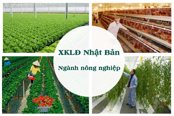 BOC TUYỂN DỤNG ĐƠN HÀNG NÔNG, LÂM NGHIỆP TẠI FUKUSHIMA (NHẬT BẢN)