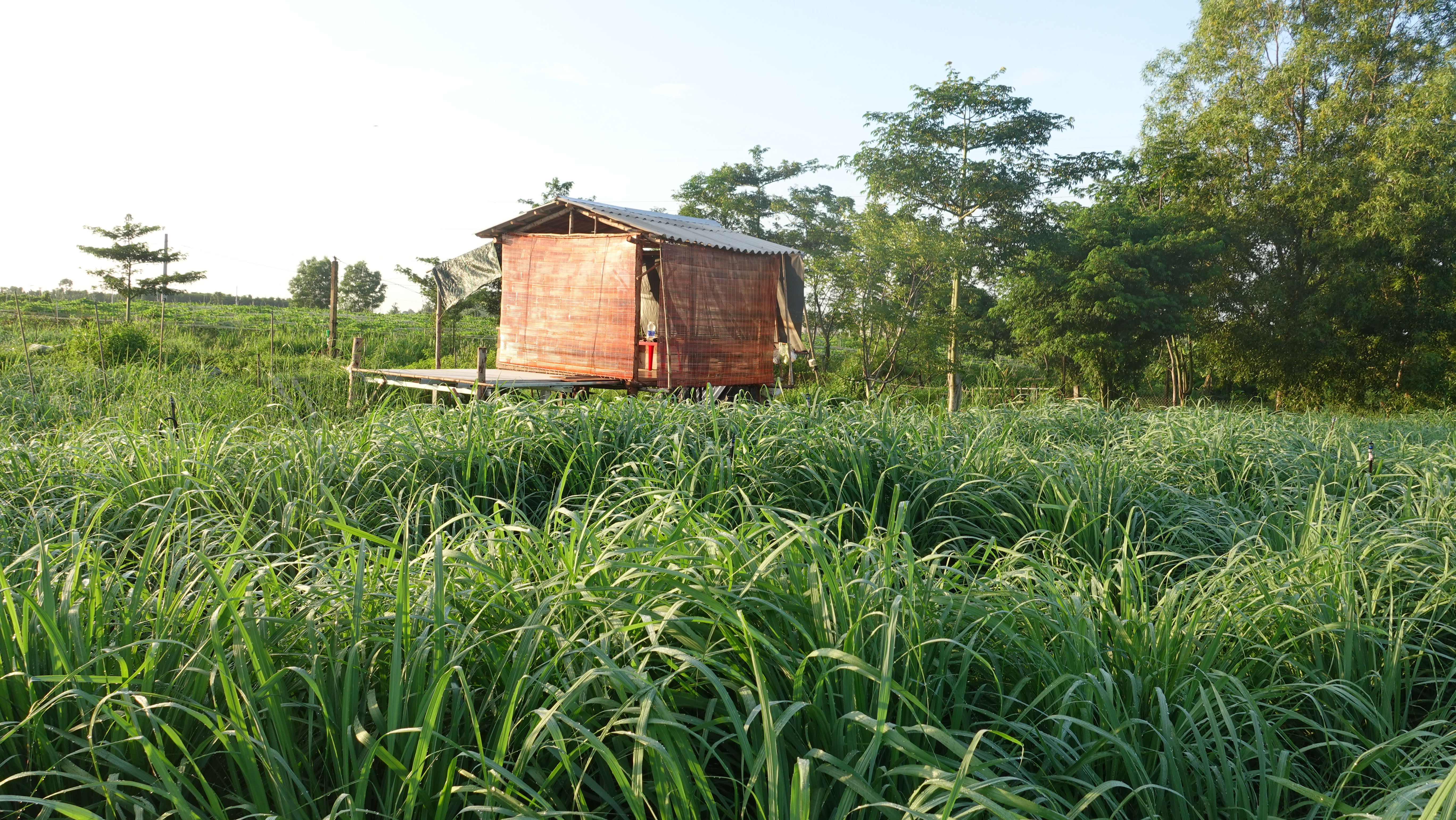 Vì sao Julyhouse chọn Đá Bạc – Châu Đức để trồng và sản xuất tinh dầu?