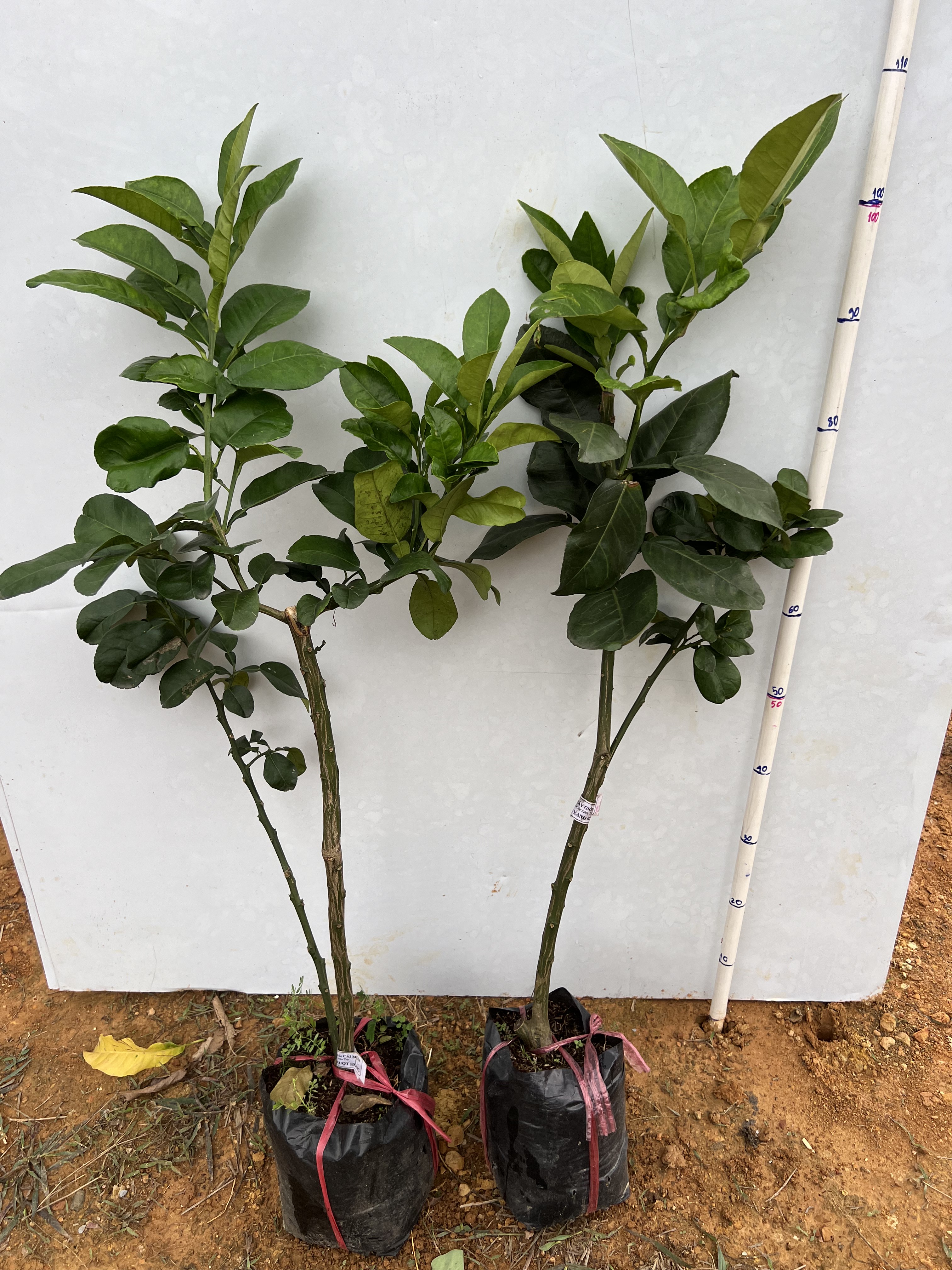 Bưởi da xanh ruột hồng cao 45-65cm PT46 CALATA