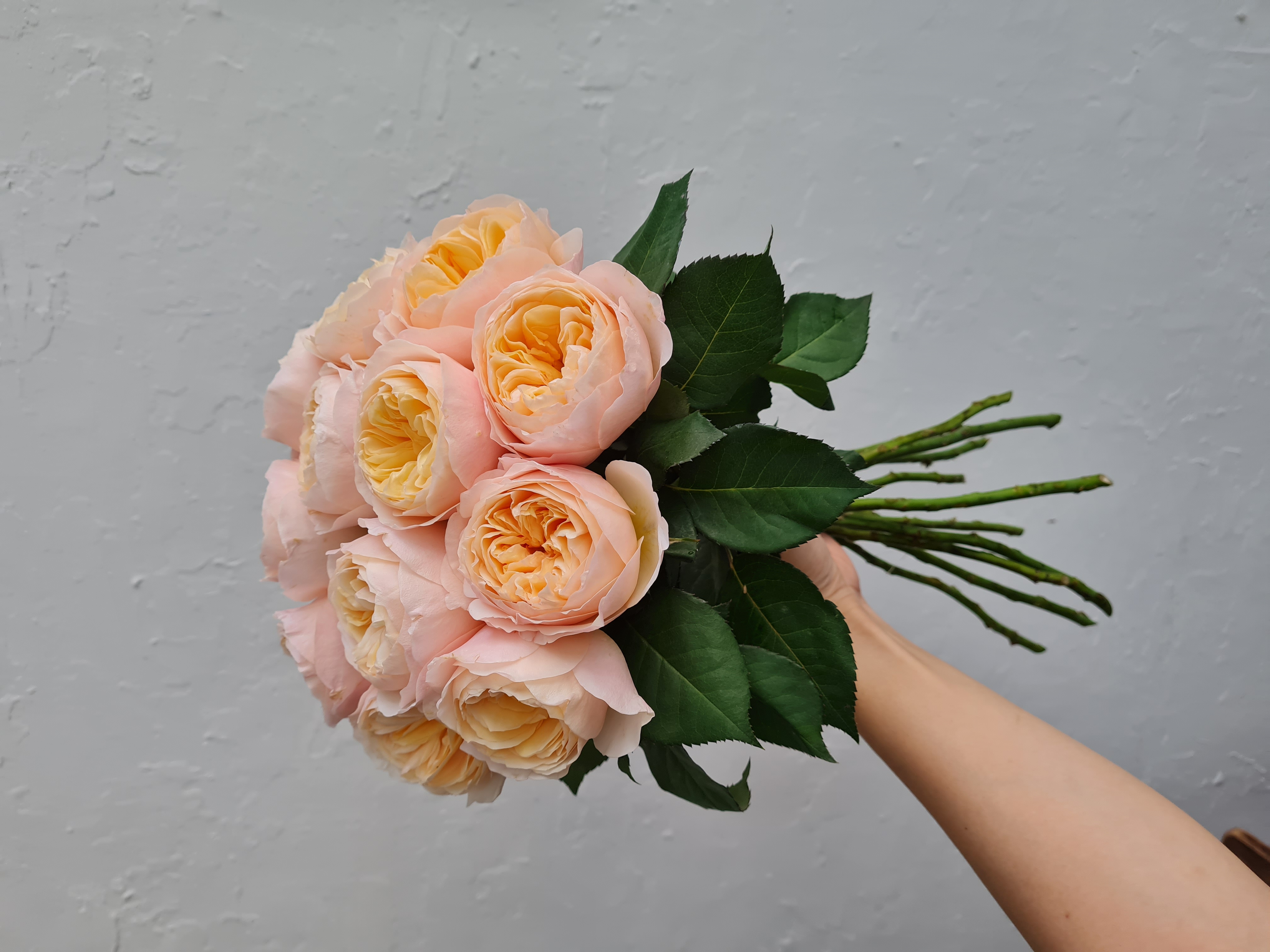 Hồng Juliet cam_17