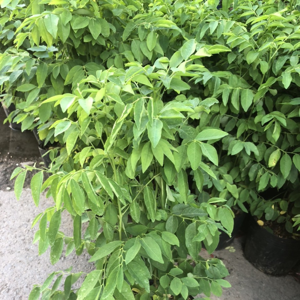 Cây rau ngót - 5 tác dụng tốt cho sức khoẻ