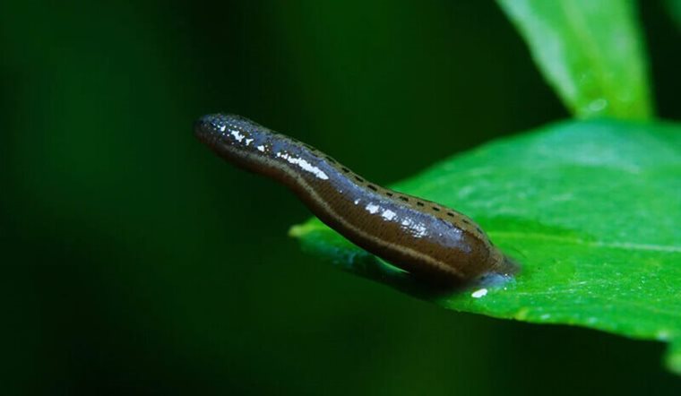 Cách Chống Vắt Hiệu Quả Nhất: Tại Sao Nên Dùng Xịt Chống Vắt?