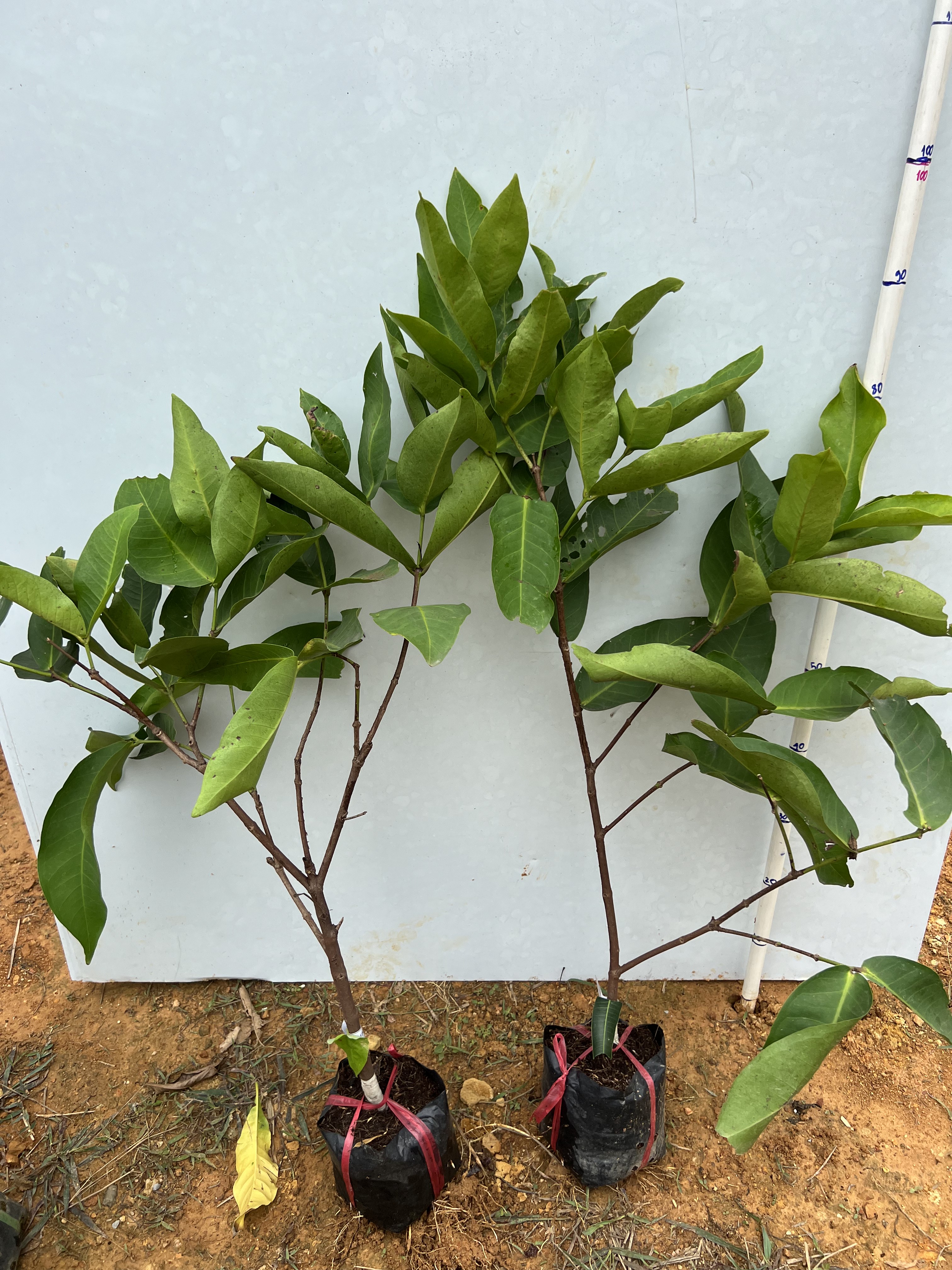 Mận An Phước cao 30-40cm PT41 CALATA